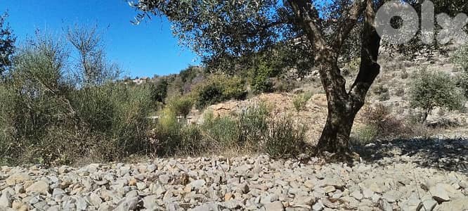 أرض مزروعة زيتون صالحة للبناء ٢٥/٥٠ Land for sale in mechmech