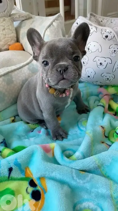 Imported Blue French Bulldog Puppy available Dog Delivery كلب كلاب Imported Blue French Bulldog Puppy available Dog Delivery كلب كلاب