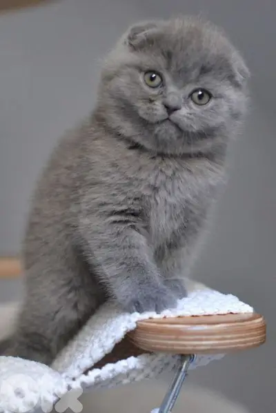 Scottish Fold Kittens Available /in Store /Delivery