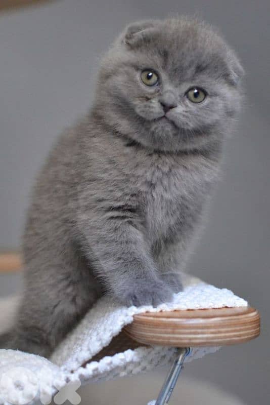 Scottish Fold Kittens Available /in Store /Delivery 0