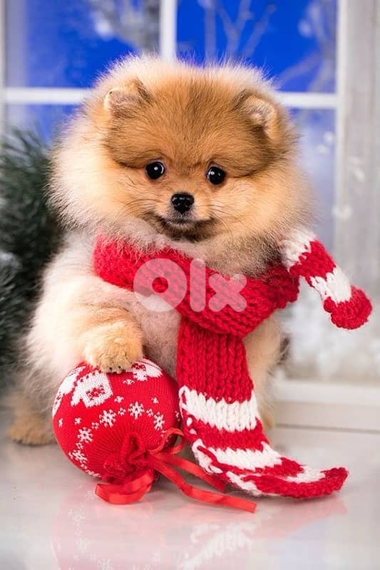 Imported Pomeranian puppy orange & fluffy كلب Delivery Dog 0