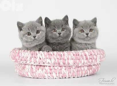 Charming British Shorthair Kittens Available in Store Cat Delivery