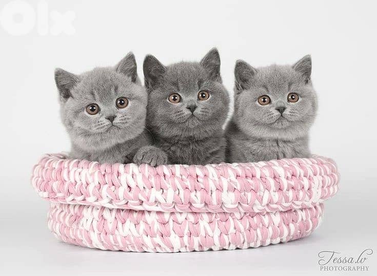 Charming British Shorthair Kittens Available in Store Cat Delivery 0