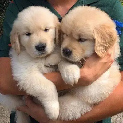 Golden Retriever Puppies Available/In store/ Delivery/ Dog/كلاب Golden Retriever Puppies Available/In store/ Delivery/ Dog/كلاب