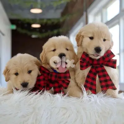 Sweetest Golden Retriever puppies availabe /Dog /Delivery /كلب Sweetest Golden Retriever puppies availabe /Dog /Delivery /كلب