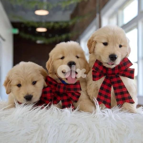 Sweetest Golden Retriever puppies availabe /Dog /Delivery /كلب 0