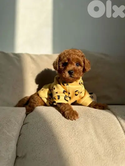Charming  Toy Poodle Puppies Available/In Store /Delivery/Imported