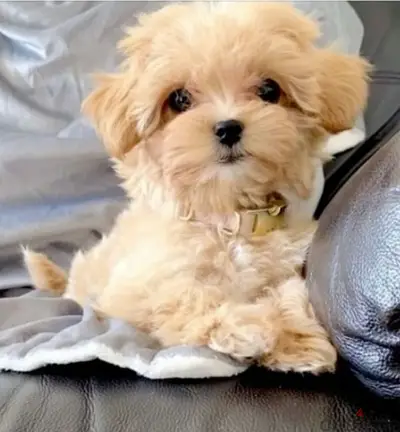 Maltipoo Small Size Puppies Available/ dog كلاب
