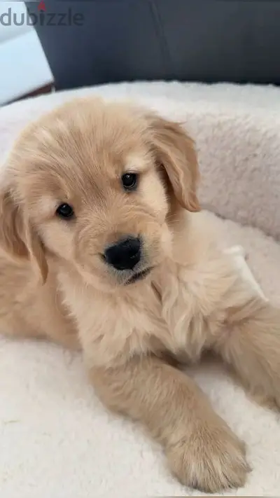 Golden Retriever Puppies/ Dog / كلاب/ Delivery