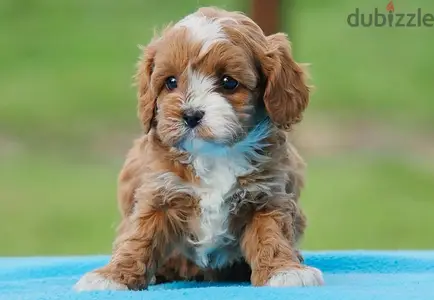 Cavapoo puppy Imported
