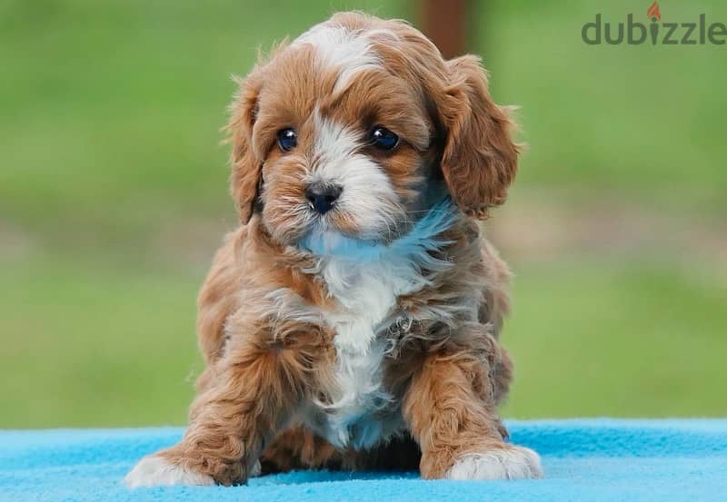 Cavapoo puppy Imported 0