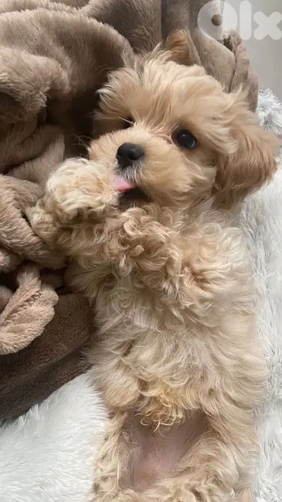 Maltipoo puppy available imported Dog/Delivery/كلب