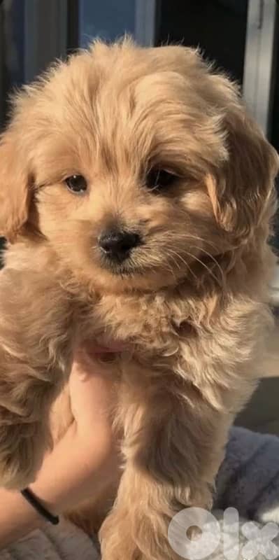 Maltipoo pure breed puppy / Delivery / dog / كلاب 0
