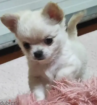 Chihuahua Mini Teacup For Sale