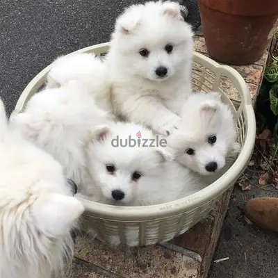 Cutest Small Spitz Puppies Available/ dog كلاب