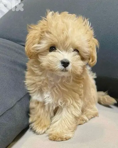 Toy Maltipoo Small Puppies Available in Store/ dog كلاب