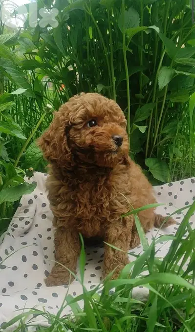 Small Toy Poodle Puppies Available in store! dog كلاب