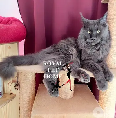 Blue Mainecoon Imported Kitten Grey