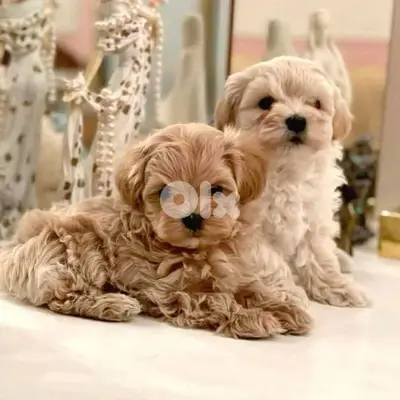 Toy Maltipoo Puppies Available in store! dog كلاب