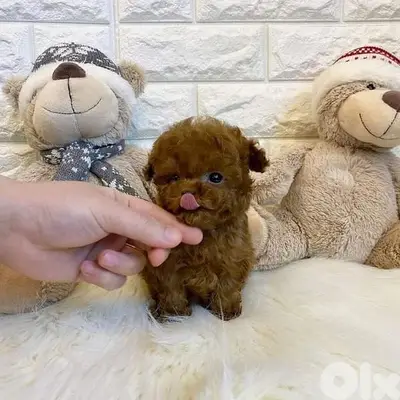 Charming TOy Poodle Puppies/Available in Store/Imported/ Delivery