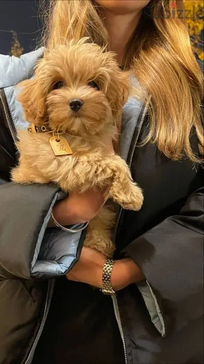 Adorable Maltipoo Puppies/Available in store/ Imported/Delivery/Dog
