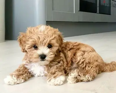 SMALLEST Maltipoo Puppy Delivery imported
