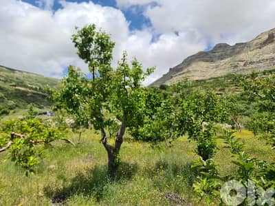 land for sale in tannourine أرض للبيع في تنورين