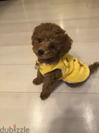 Toy Poodle Small Size Puppies Available/Imported/Dog/كلاب/Delivery