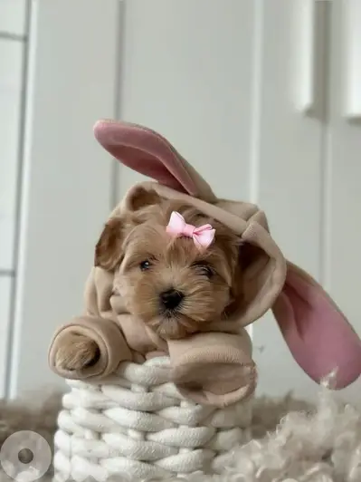 Cuteness Toy Maltipoo Puppies Available now in store/ dog كلاب