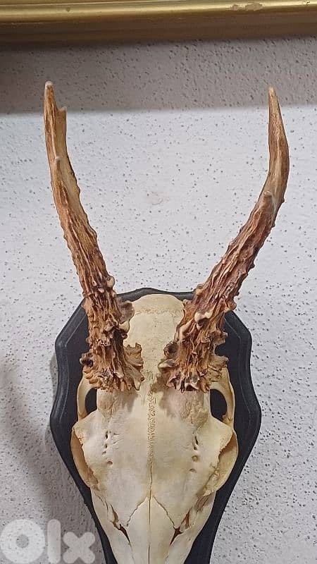 antique 2