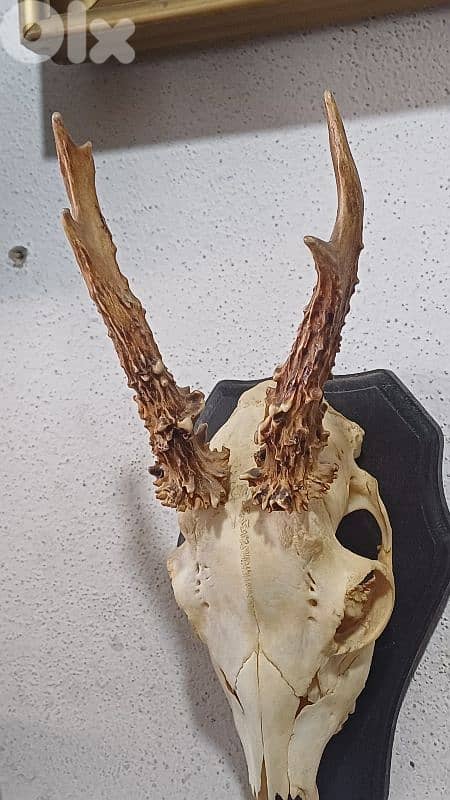 antique 3
