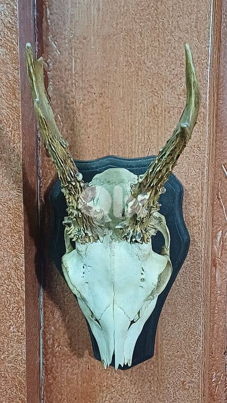 antique 5