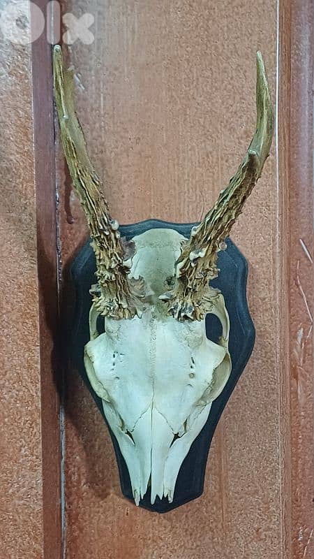 antique 9
