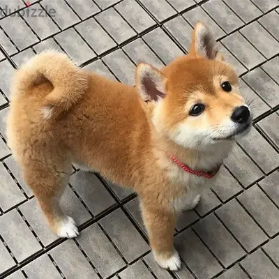 High quality Shiba Inu puppy pure breed imported delivery Dog كلب جرو