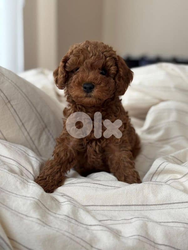 Tiny Toy Poodle Puppies Available in Store! dog كلاب 0