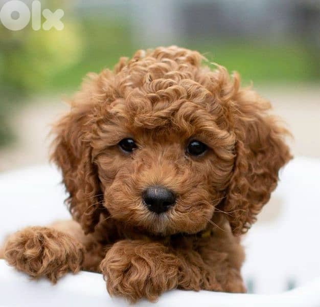 Poodle Puppies now in Store! dog كلاب 0