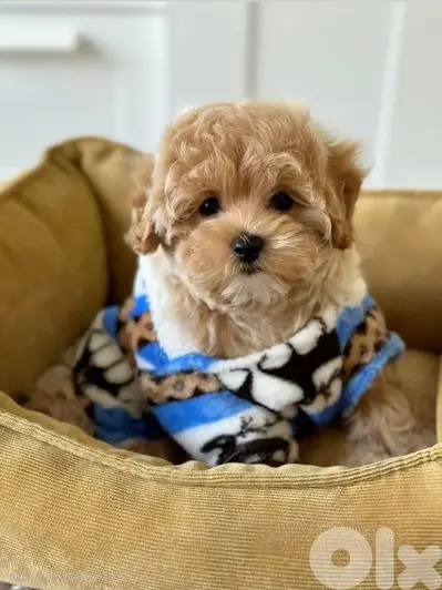 Toy Maltipoo Puppies Available/ dog كلاب