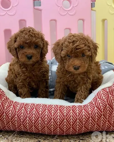 Amazing Poodle Puppies Available now/ dog كلاب