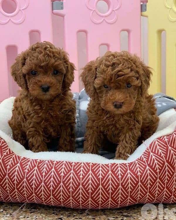 Amazing Poodle Puppies Available now/ dog كلاب 0