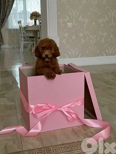 Red brown Toy Labradoodle puppy imported pure breed Delivery كلاب كلب Red brown Toy Labradoodle puppy imported pure breed Delivery كلاب كلب