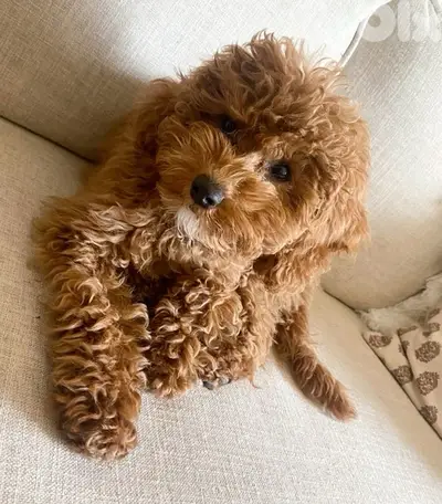 Red brown Toy Labradoodle puppy imported Delivery كلب