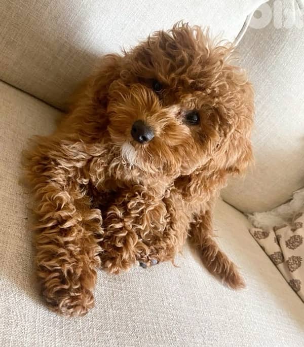 Red brown Toy Labradoodle puppy imported Delivery كلب 0