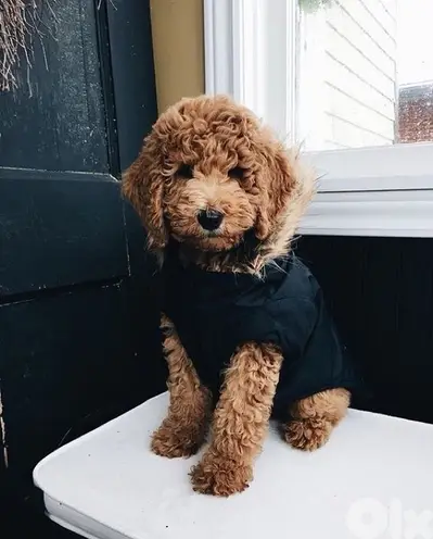 Mini Labradoodle puppy imported Delivery كلب