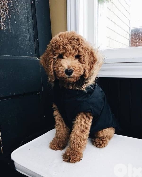 Mini Labradoodle puppy imported Delivery كلب 0