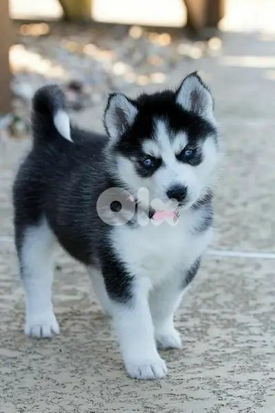 Black & White Husky high quality puppy! DELIVERY dog كلاب