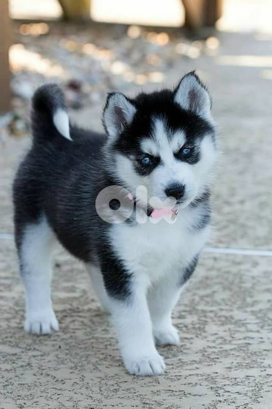 Black & White Husky high quality puppy! DELIVERY dog كلاب 0