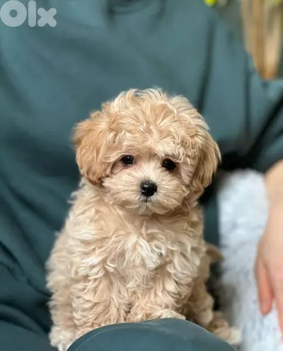 Adorable Maltipoo Puppy for Sale/ Perfect Family Companion! dog كلاب