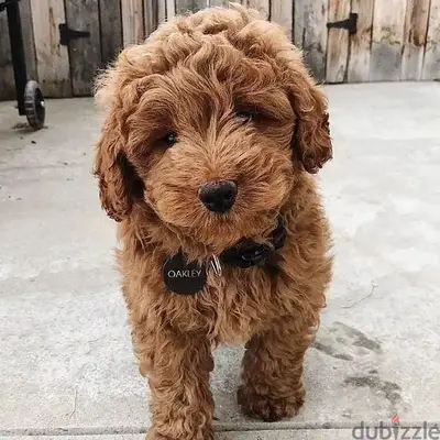 Adorable Mini Goldendoodle Puppy/ Available in Store! dog كلاب