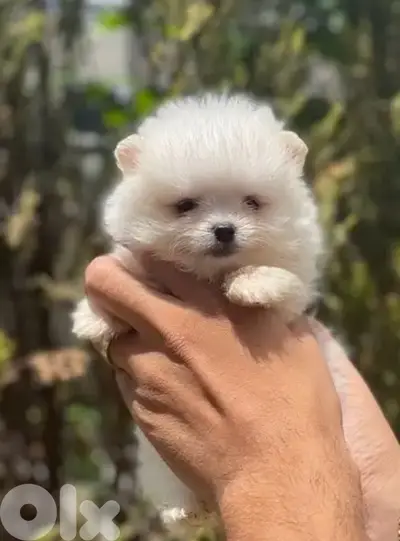 Pomeranian Spitz puppy STAYS SMALL Imported  /Delivery dog / كلب