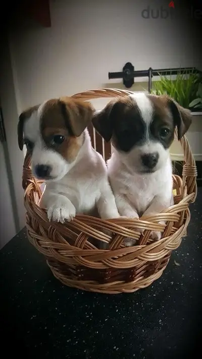 Healthy & cute Jack Russell puppies pure breed Dog/Delivery/ كلب جرو